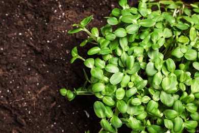 Fresh organic microgreen growing in soil, top view