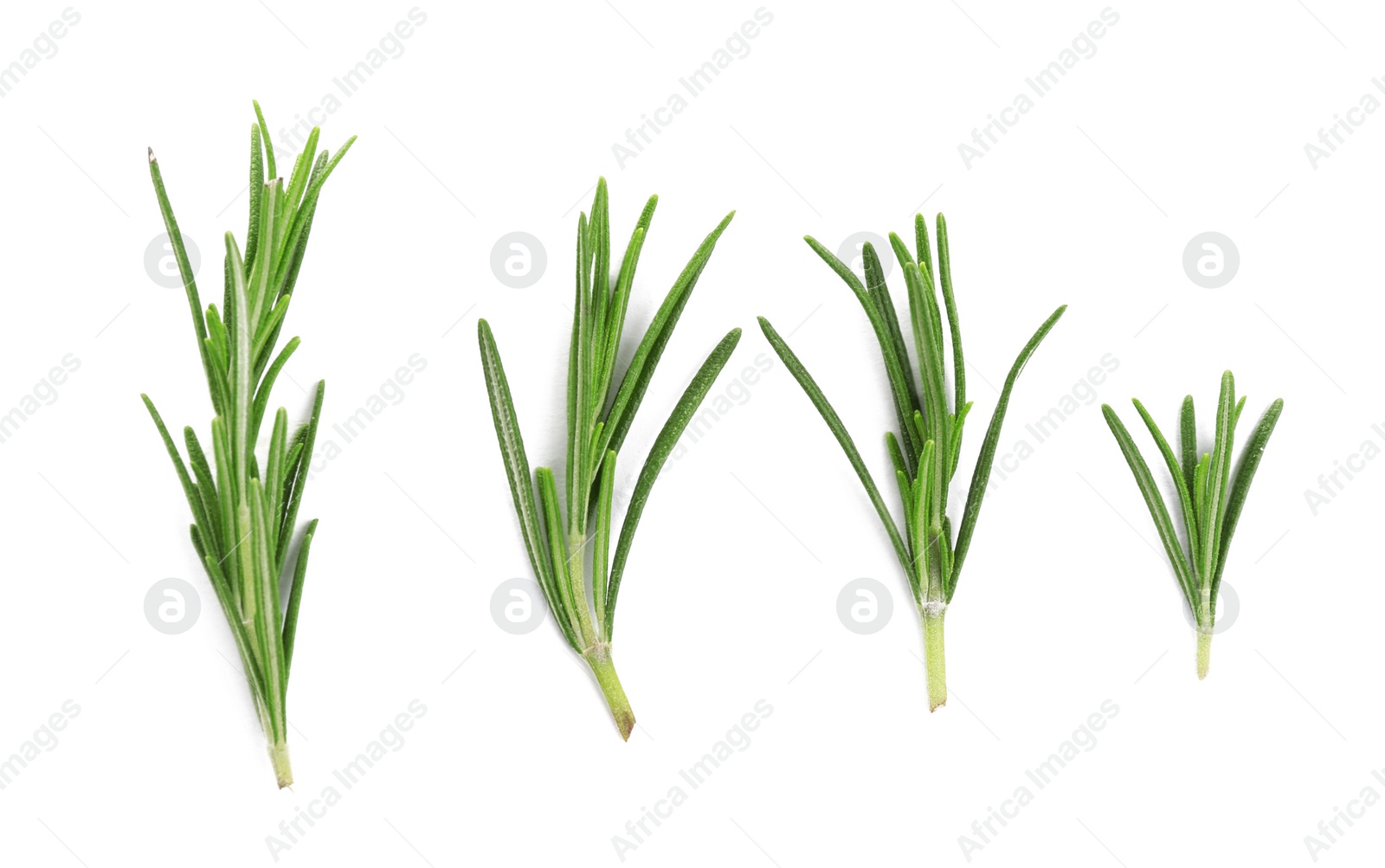 Photo of Fresh green rosemary isolated on white, top view. Aromatic herb