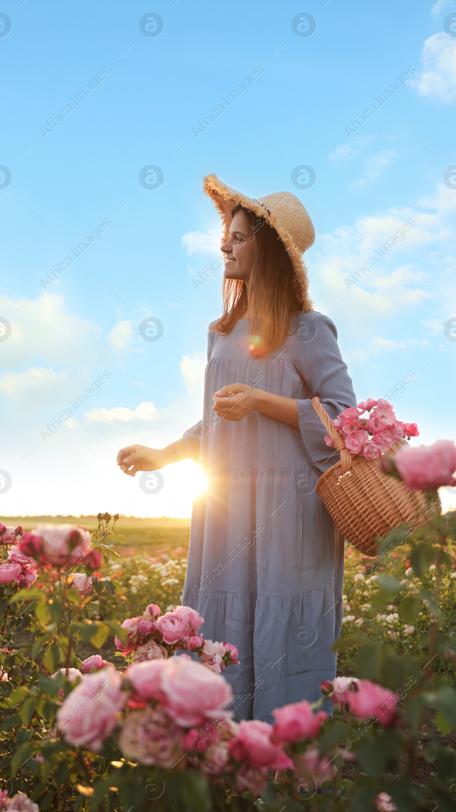 Photo of Woman with basket of roses in beautiful blooming field