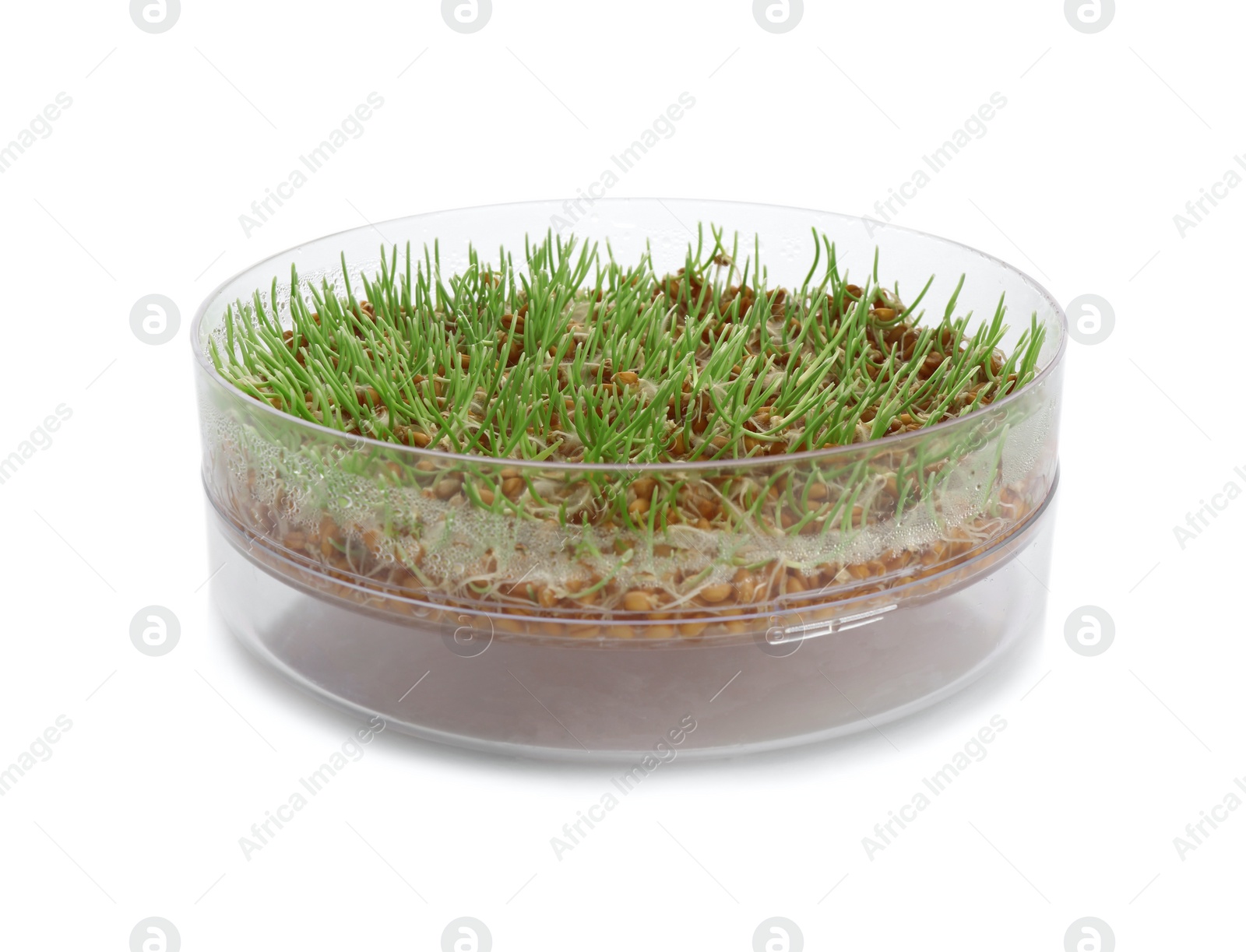 Photo of Fresh wheat grass in sprouter on white background