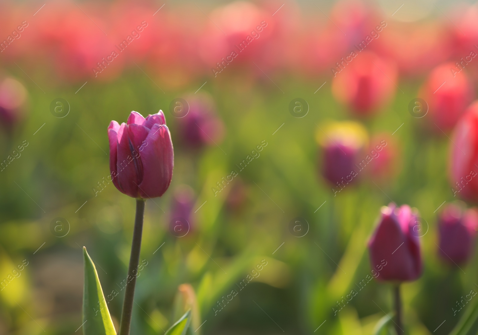 Photo of Field with fresh beautiful tulips, selective focus. Blooming flowers