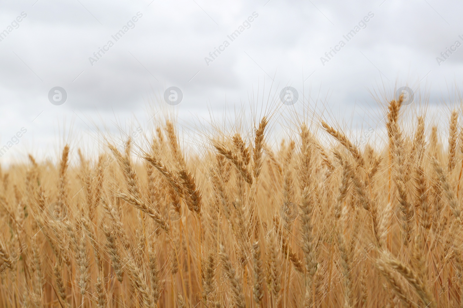 Photo of Beautiful ripe wheat spikes in agricultural field