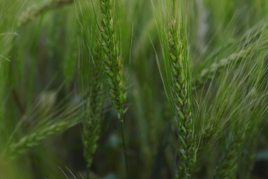 Photo of Beautiful wheat spikes growing in field, closeup