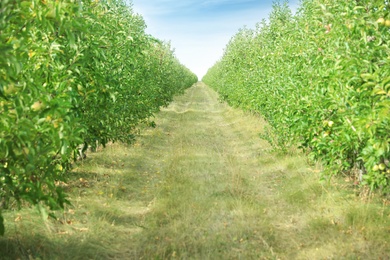 Beautiful view of apple orchard on sunny day