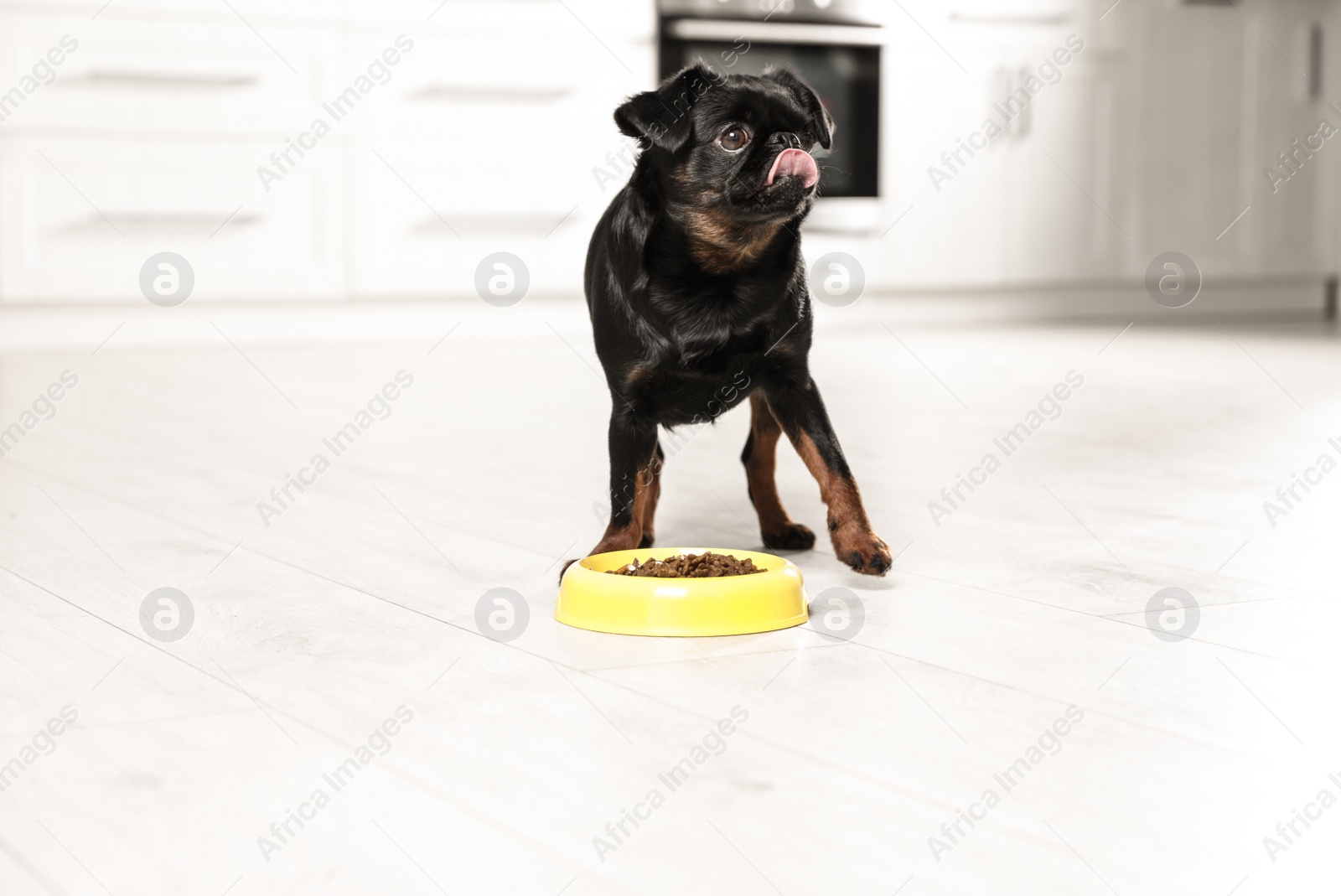 Photo of Adorable black Petit Brabancon dog with feeding bowl on wooden floor