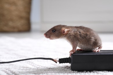 Photo of Rat with chewed electric wire on floor indoors. Pest control