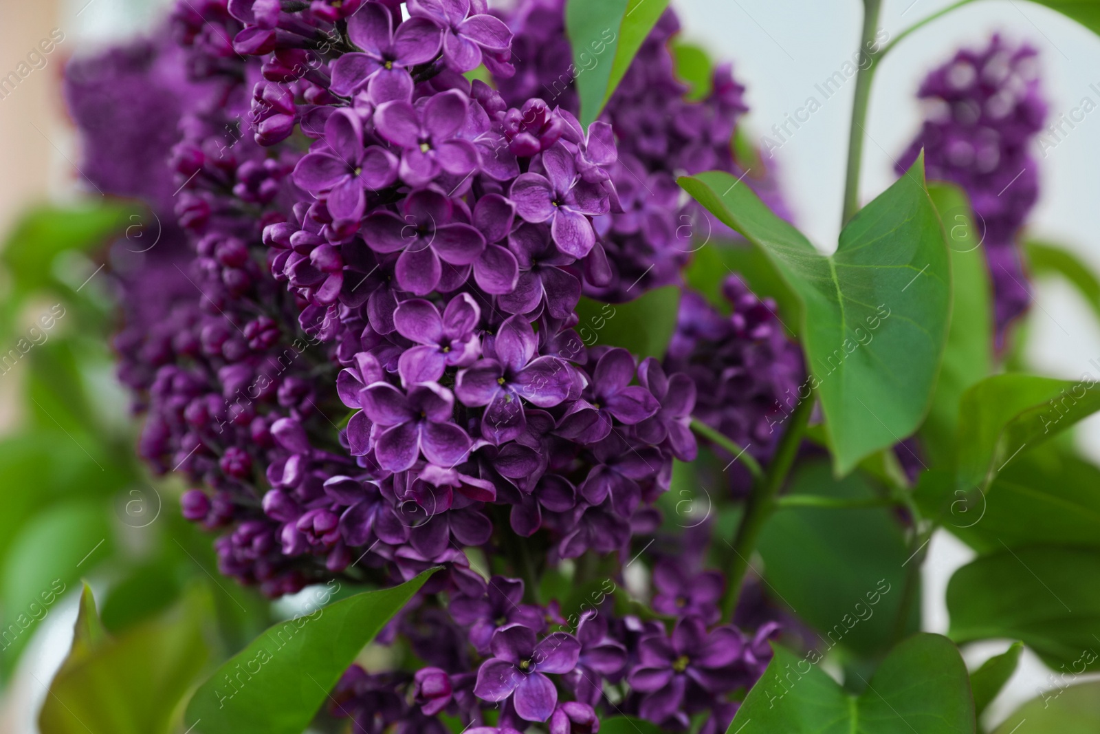 Photo of Beautiful lilac plant with fragrant purple flowers outdoors, closeup