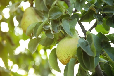 Fresh juicy pears on tree in garden, closeup