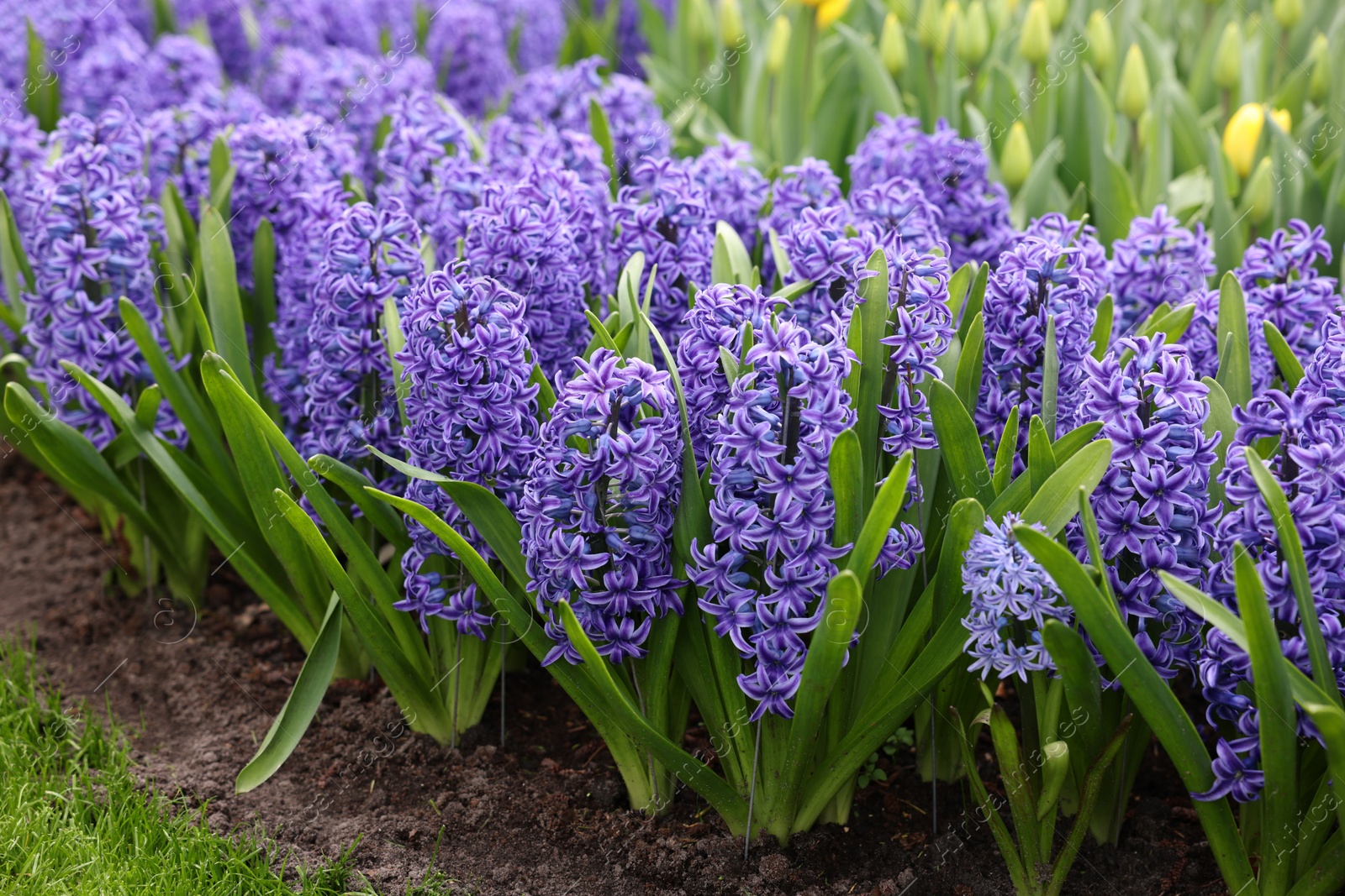 Photo of Beautiful hyacinth and tulip flowers growing outdoors