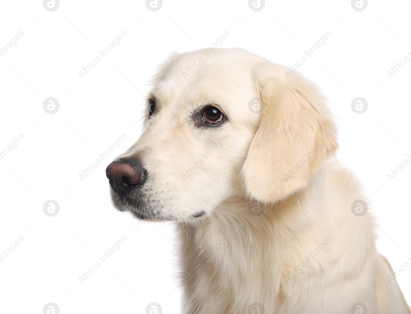 Photo of Cute Labrador Retriever on white background. Lovely pet