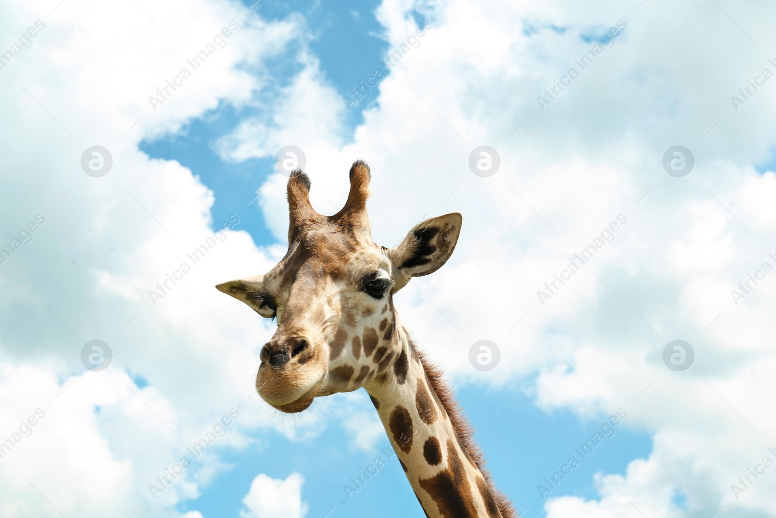 Photo of Beautiful spotted African giraffe against blue sky