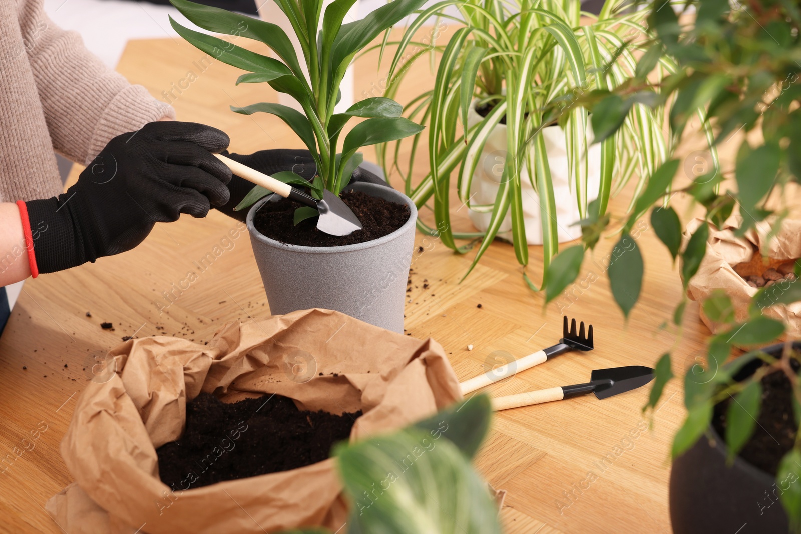 Photo of Woman in gloves transplanting houseplant into new pot at wooden table indoors, closeup