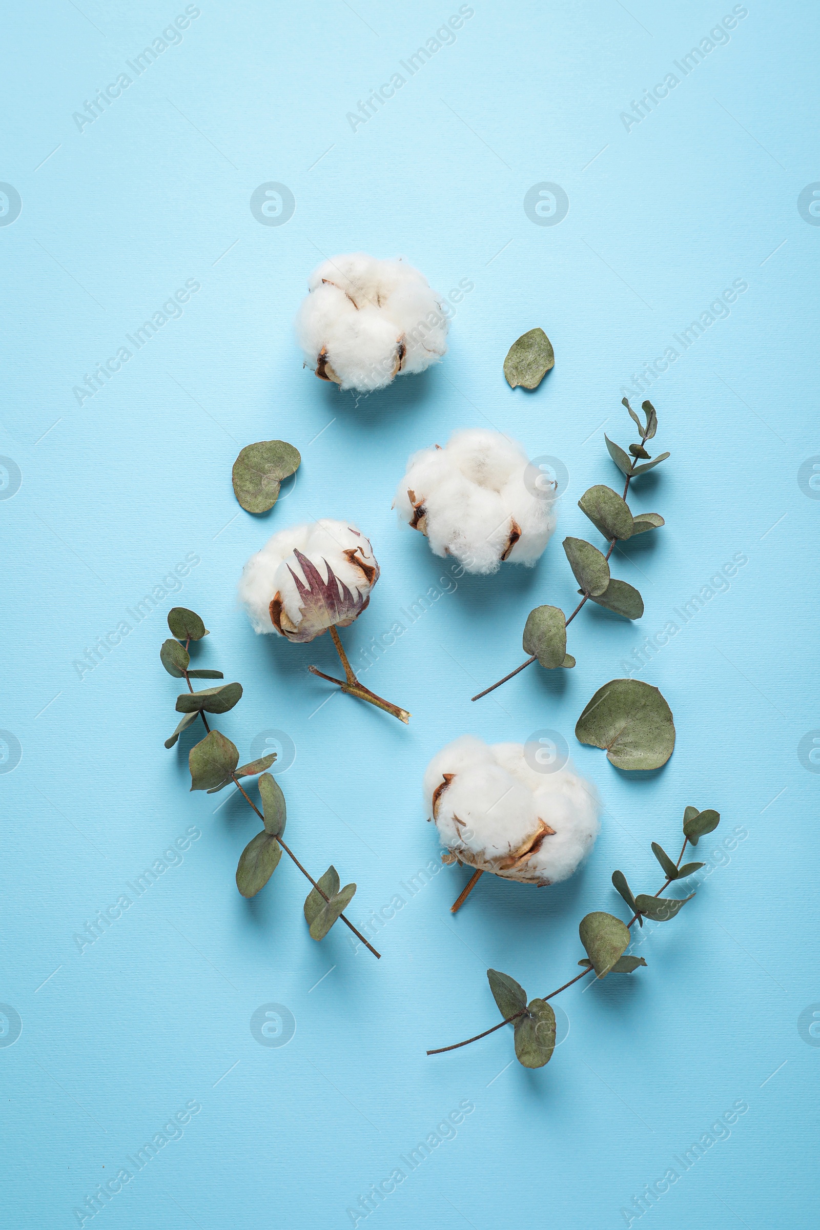 Photo of Fluffy cotton flowers and green leaves on light blue background, flat lay