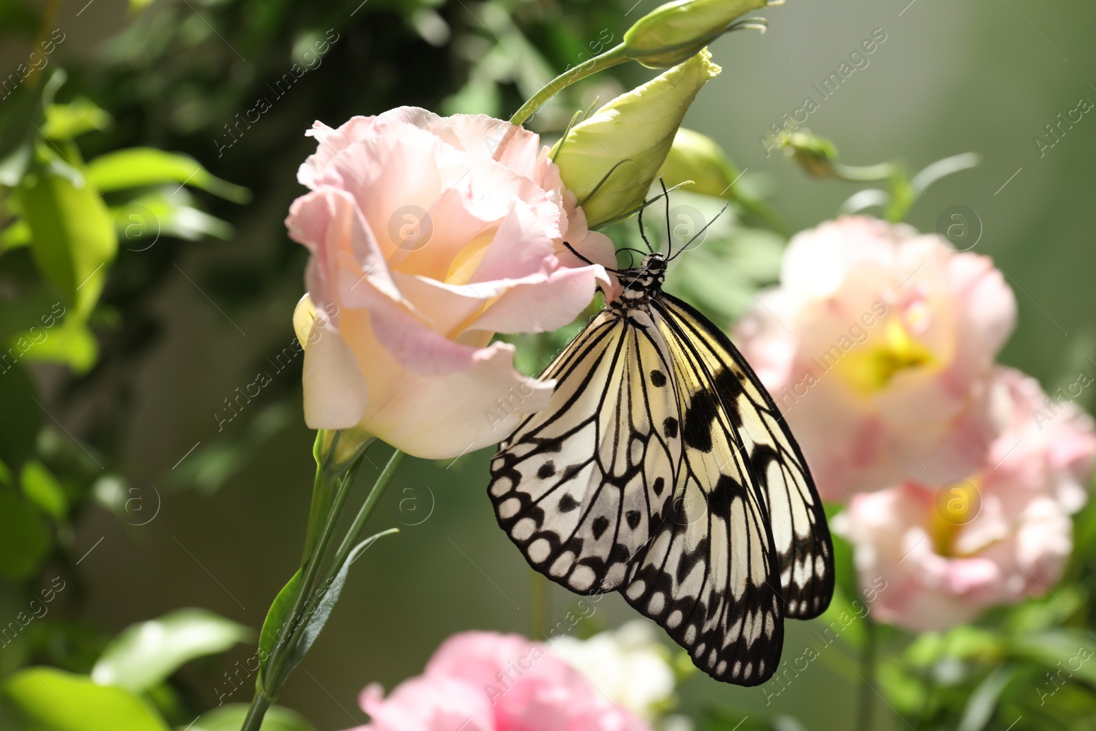 Photo of Beautiful rice paper butterfly on pink flower in garden