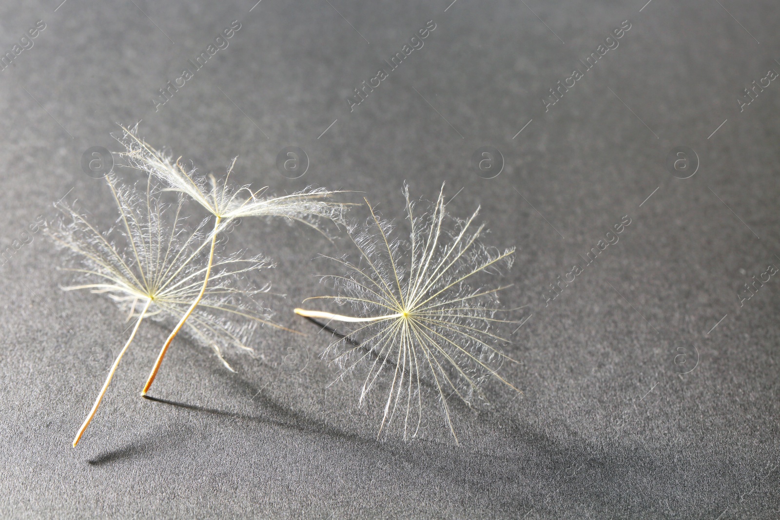 Photo of Dandelion seeds on grey background, close up