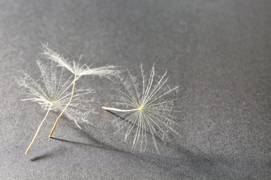 Photo of Dandelion seeds on grey background, close up