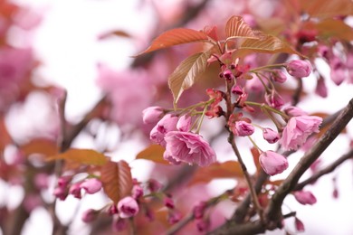 Photo of Beautiful blossoming sakura outdoors on spring day, closeup