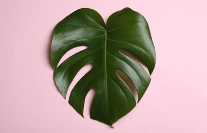 Leaf of tropical monstera plant on color background, top view