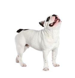 Photo of French bulldog on white background. Adorable pet