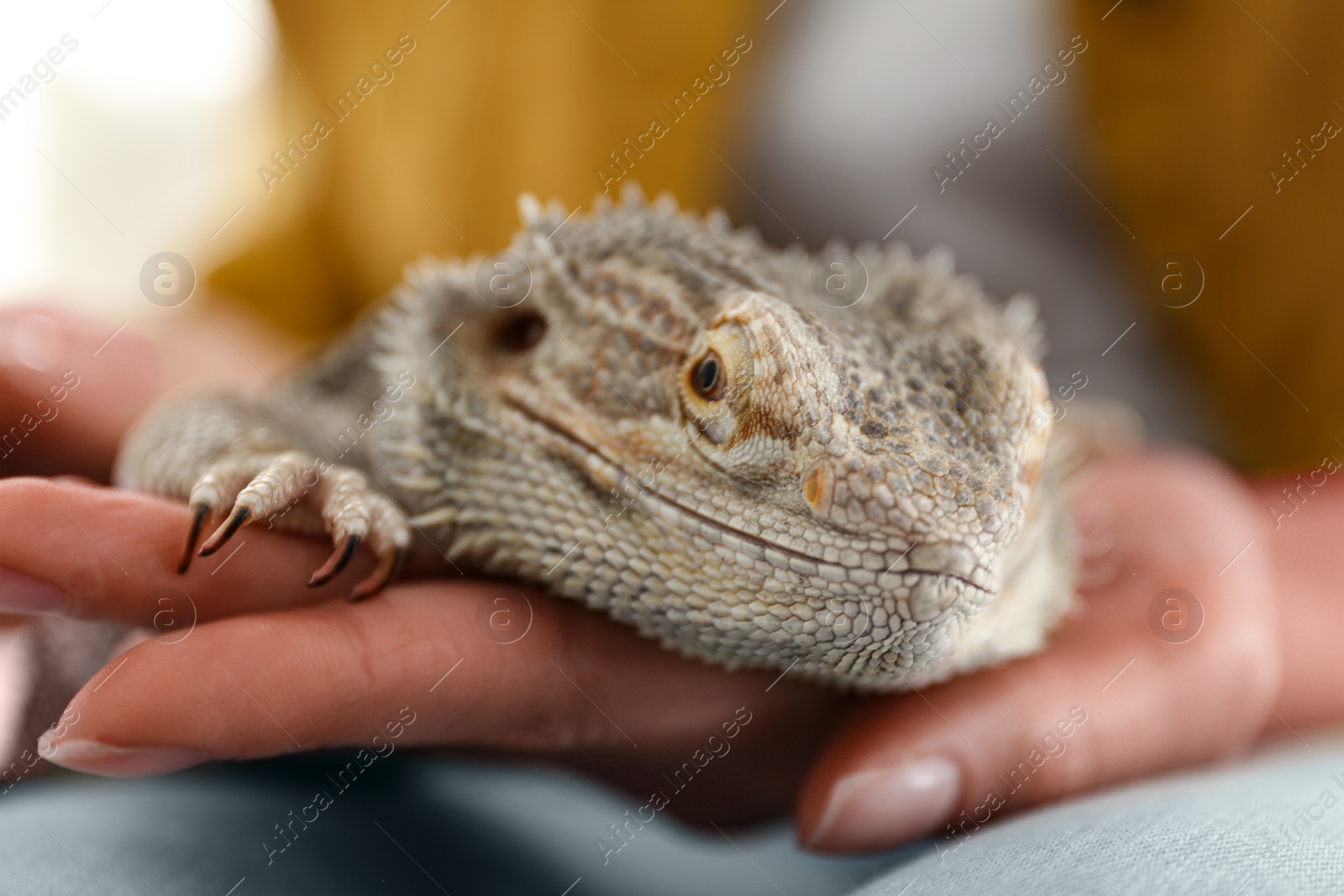 Photo of Young woman with bearded lizard at home, closeup. Exotic pet