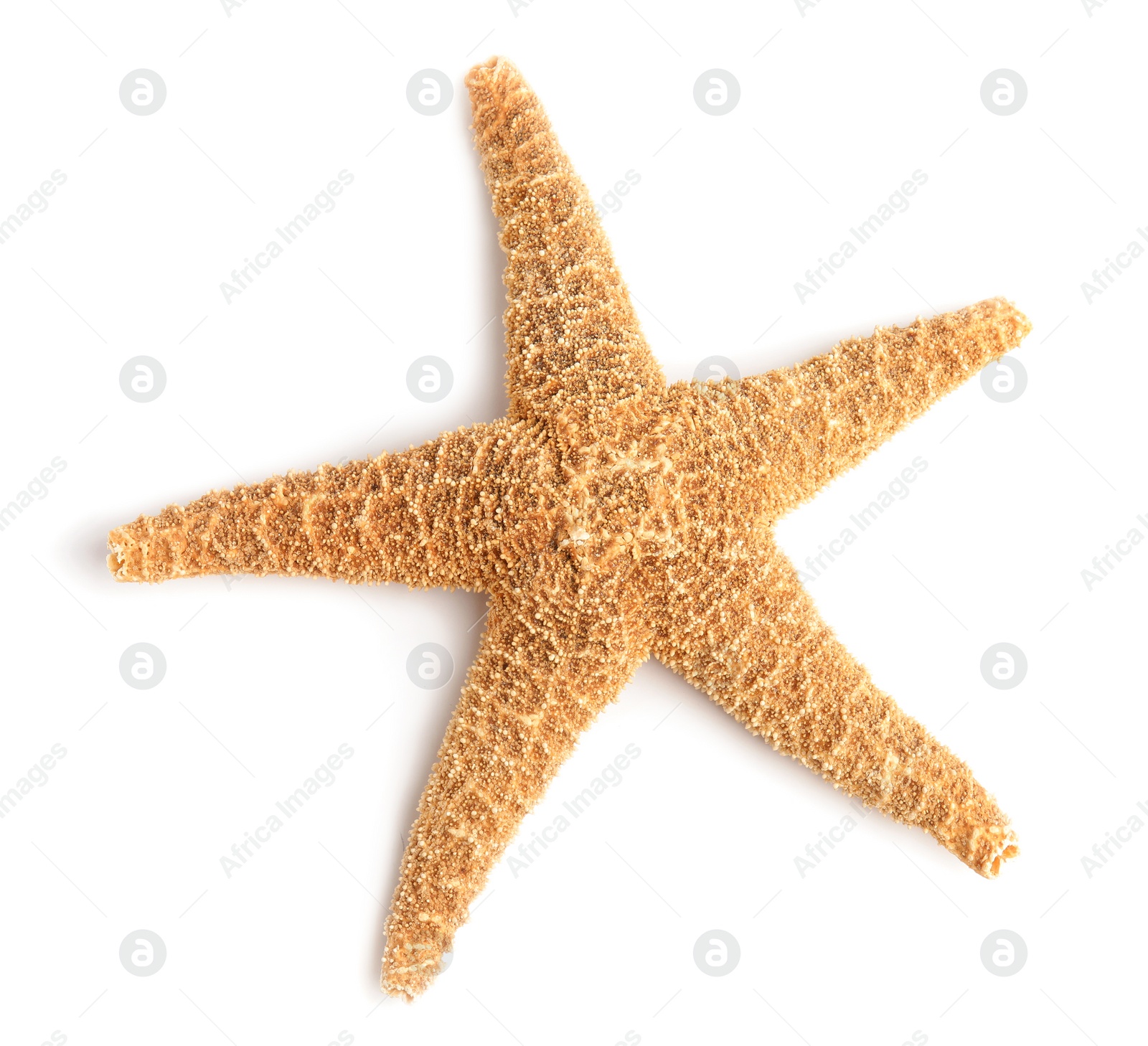 Photo of Beautiful starfish on white background, top view. Beach object