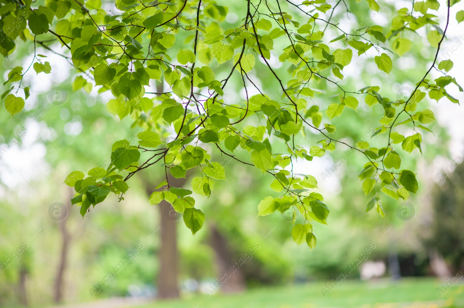 Photo of Tree with beautiful green leaves outdoors, closeup view