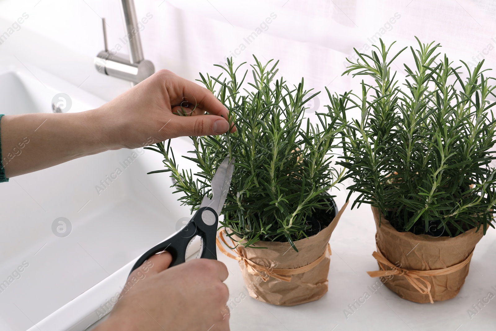 Photo of Woman cutting aromatic green rosemary sprig indoors, closeup