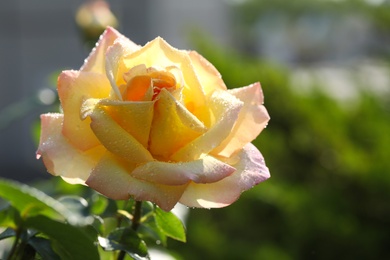 Beautiful blooming rose in garden on sunny day, closeup view. Space for text