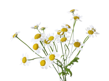 Photo of Bunch of beautiful chamomile flowers on white background