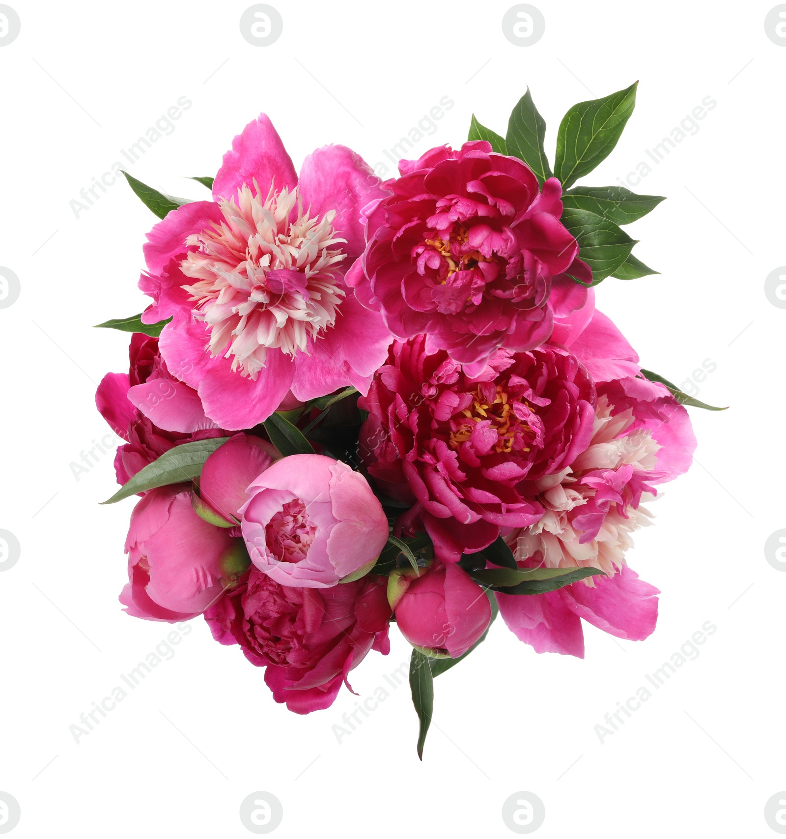 Image of Beautiful peony flower bouquet on white background