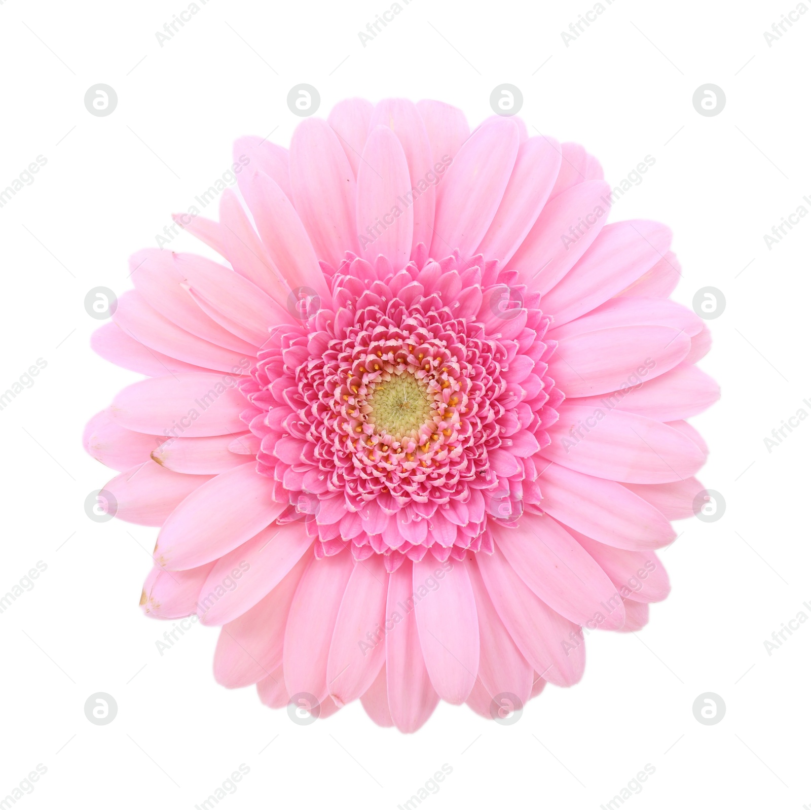 Photo of One beautiful pink gerbera flower isolated on white, top view