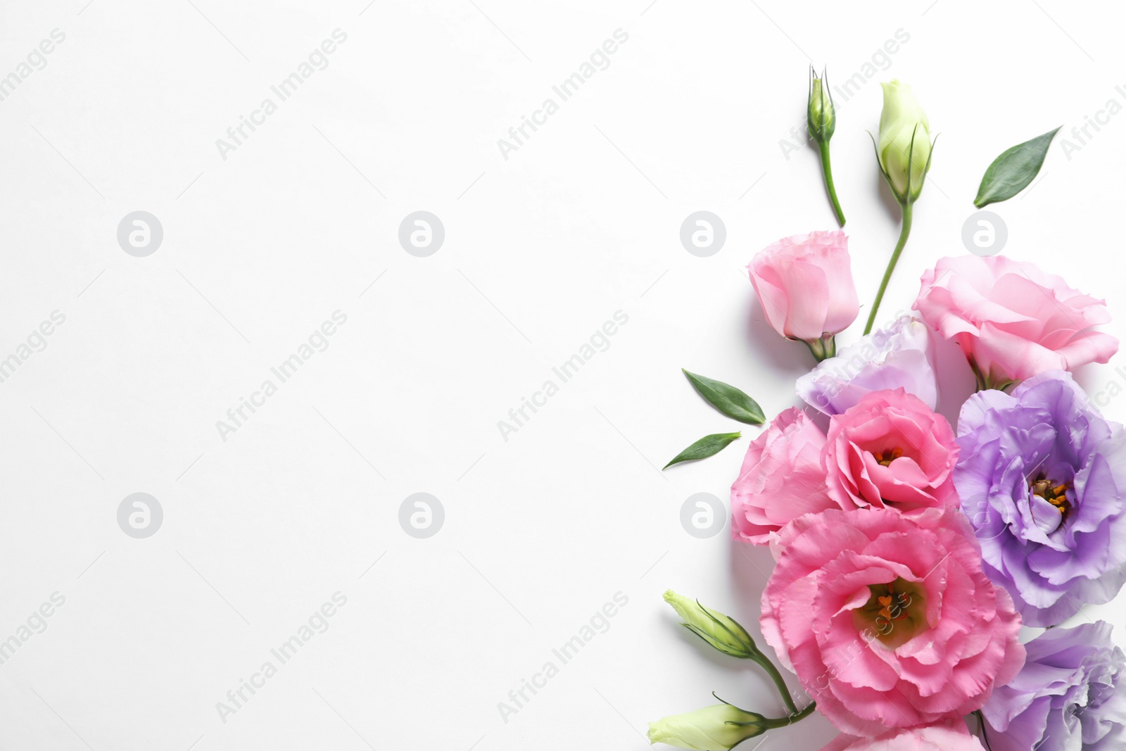 Photo of Flat lay composition with beautiful Eustoma flowers on light background