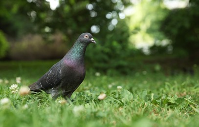 Photo of Beautiful dark dove on green grass outdoors, space for text