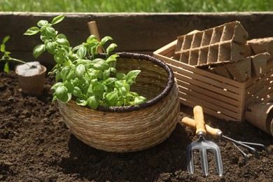 Photo of Beautiful seedlings in wicker basket prepared for transplanting on ground outdoors
