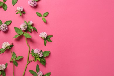 Beautiful clover flowers on pink background, flat lay. Space for text