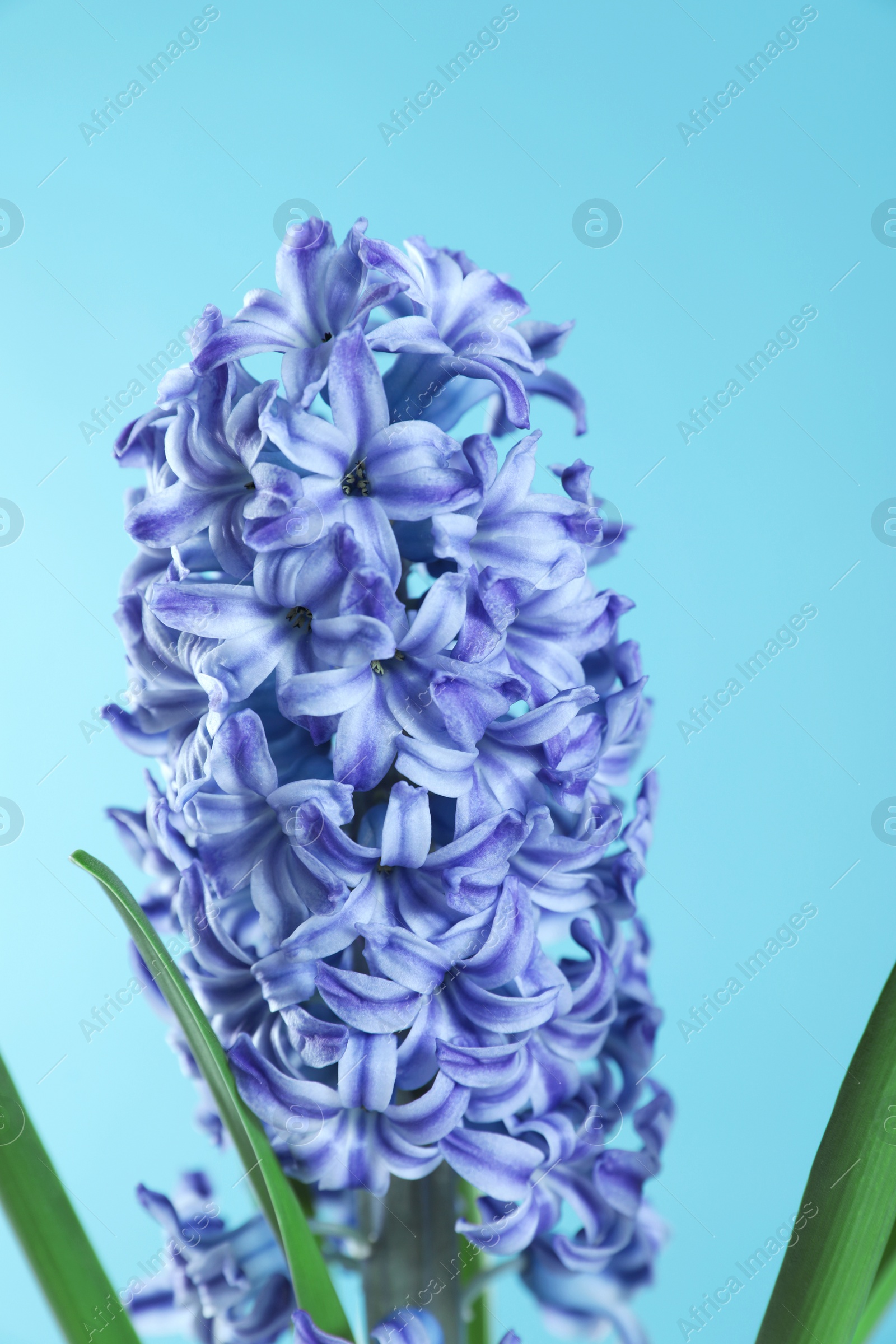 Photo of Beautiful hyacinth on color background. Spring flower