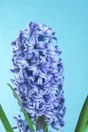 Beautiful hyacinth on color background. Spring flower