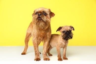 Studio portrait of funny Brussels Griffon dogs on color background