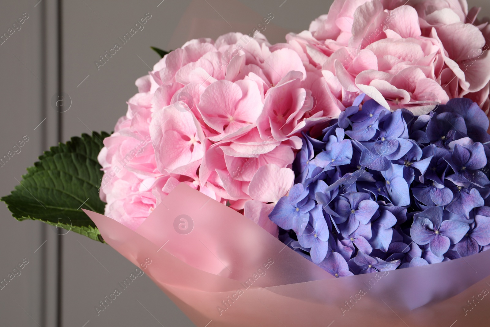 Photo of Bouquet of beautiful hortensia flowers near grey wall, closeup