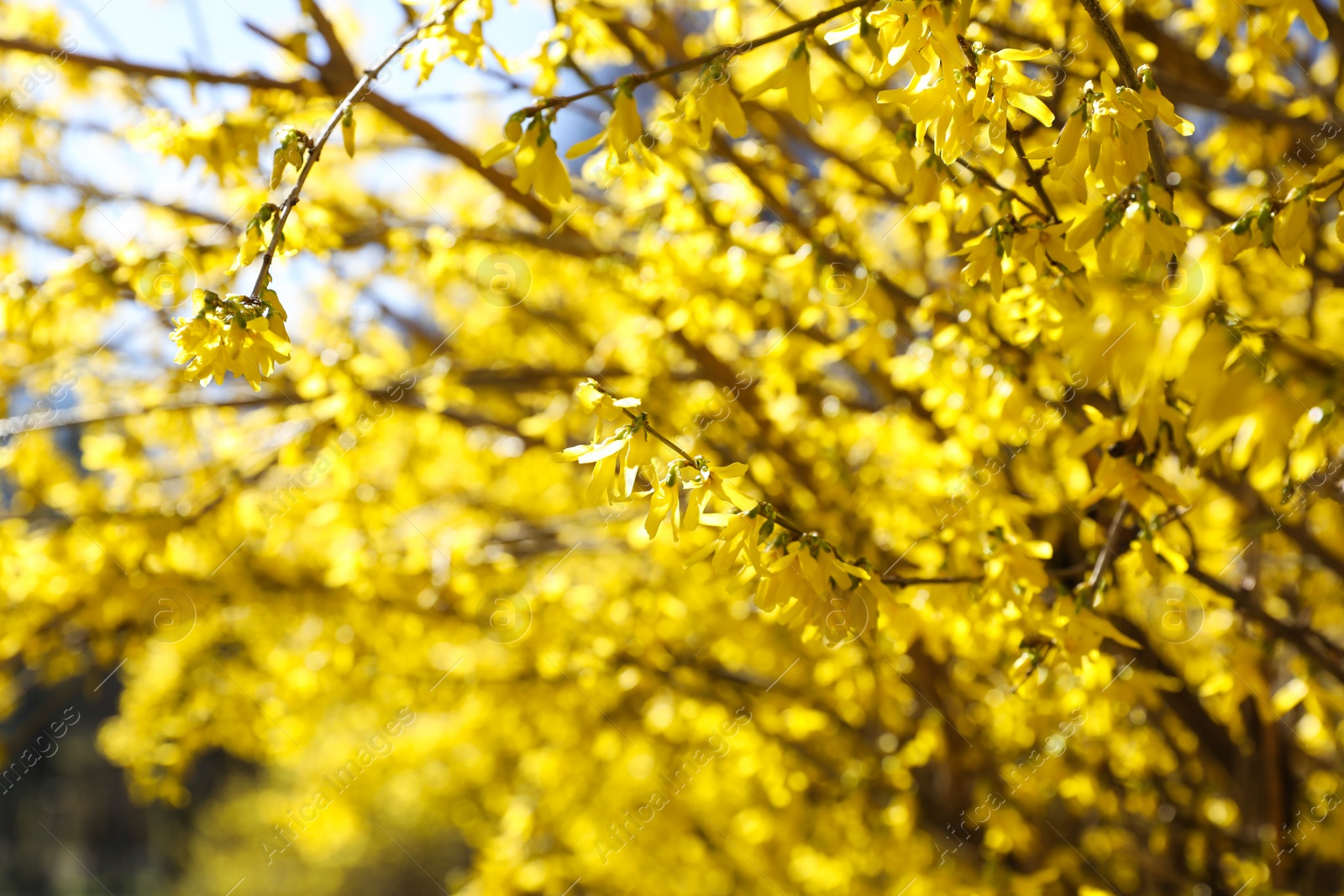 Photo of Beautiful Forsythia shrub with blooming yellow flowers outdoors, closeup