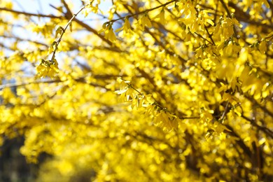 Beautiful Forsythia shrub with blooming yellow flowers outdoors, closeup