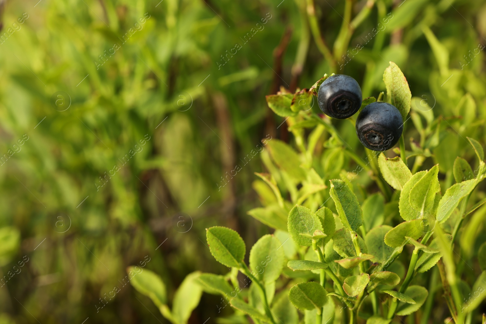 Photo of Ripe bilberries growing in forest, closeup. Space for text