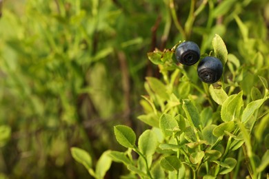 Photo of Ripe bilberries growing in forest, closeup. Space for text