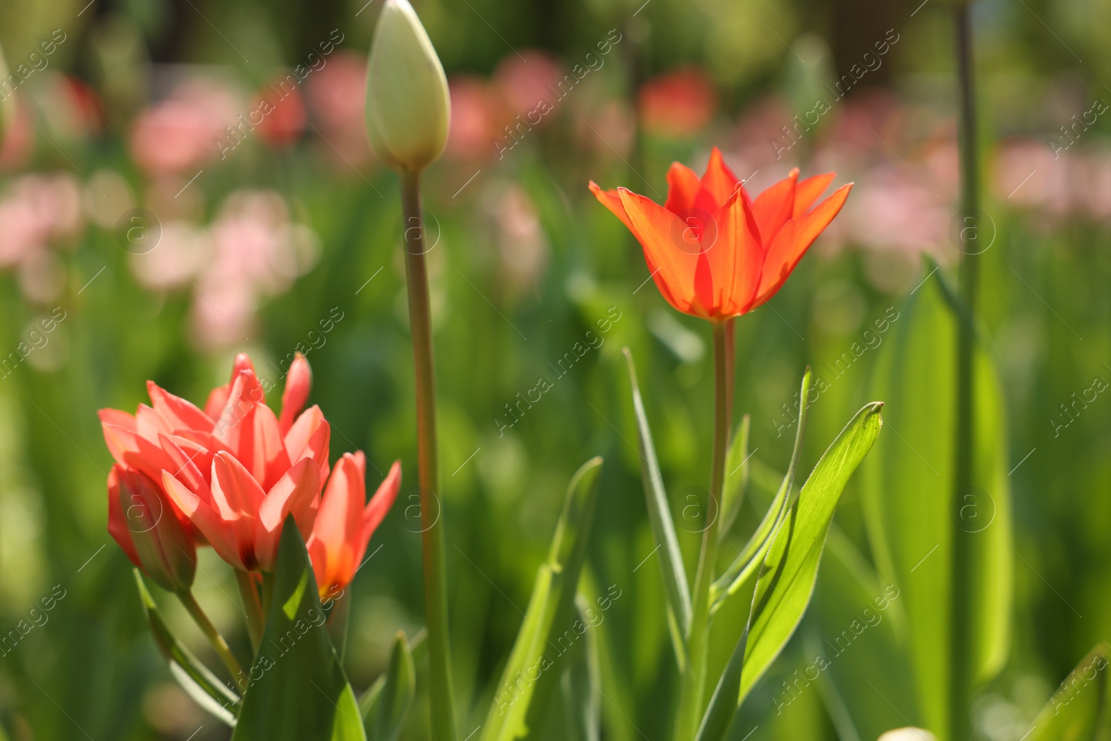 Photo of Beautiful red tulips growing outdoors on sunny day, closeup