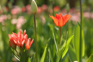 Beautiful red tulips growing outdoors on sunny day, closeup