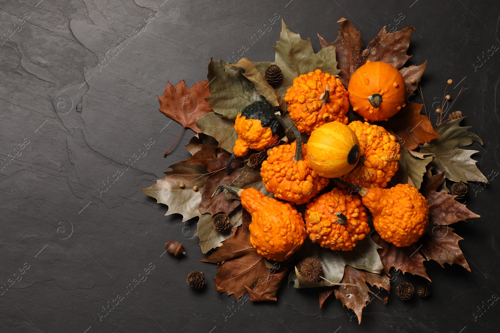 Photo of Flat lay composition with ripe pumpkins on dark grey textured table. Space for text