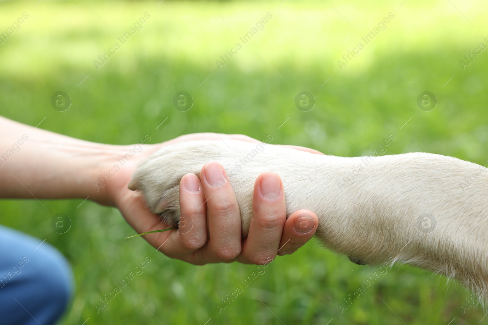 Photo of Dog giving paw to woman outdoors, closeup