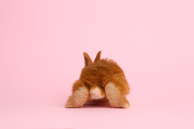 Photo of Adorable fluffy bunny on pink background, back view. Easter symbol