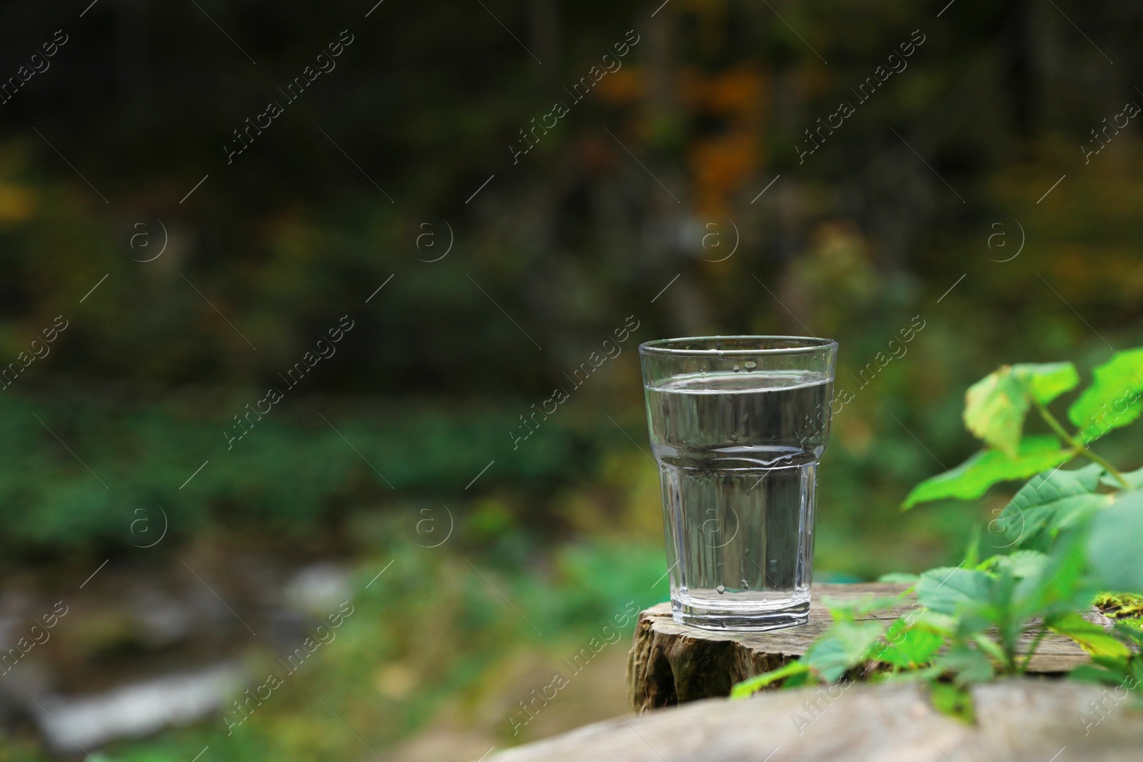 Photo of Glass of fresh water on stump in forest. Space for text