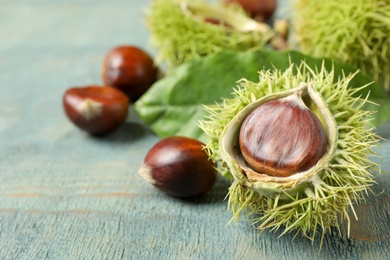 Photo of Fresh sweet edible chestnuts on blue wooden table, closeup. Space for text